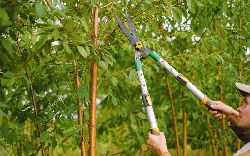 Tree trimming in Bottineau, ND