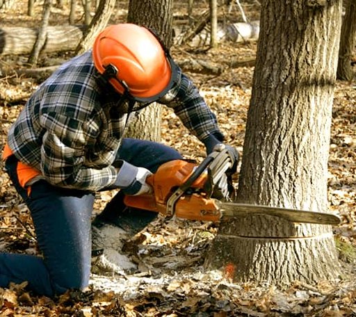 Tree Removal in Bottineau, ND